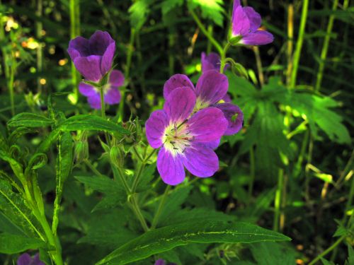 Fleurs