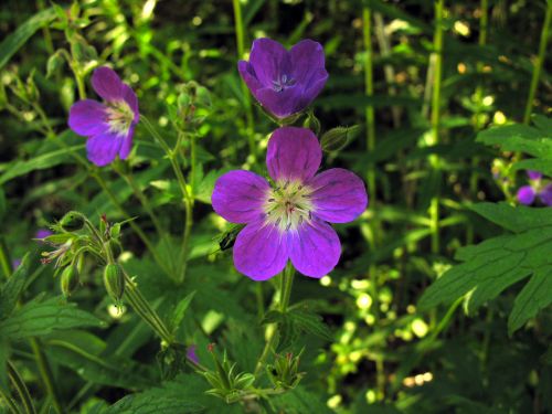 Fleurs