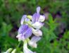 Vicia sylvatica