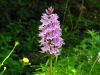 Dactylorhiza fuchsii