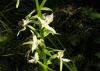 Platanthera bifolia