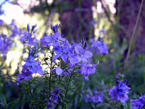 Fleurs