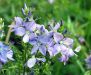 Veronica austriaca subsp. dubia