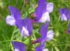 Vicia onobrychioides