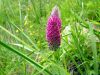 Trifolium rubens