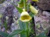 Digitalis grandiflora