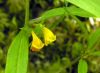 Melampyrum sylvaticum