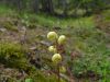 Pyrola chlorantha