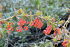 Berberis vulgaris