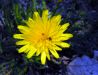 Taraxacum palustre