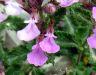 Teucrium chamaedrys