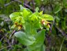 Cerinthe minor