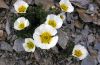 Ranunculus glacialis