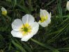 Ranunculus kuepferi