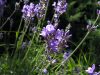 Lavandula angustifolia