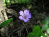 Geranium nodosum