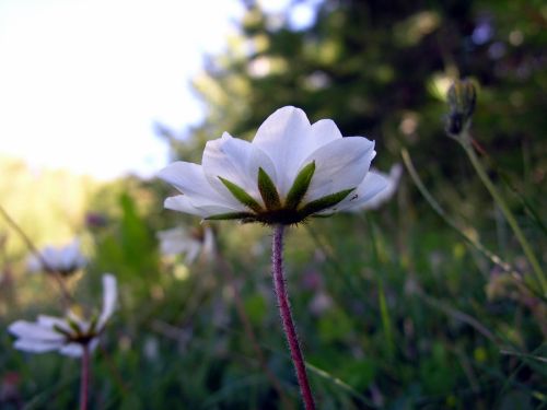 Fleurs