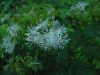 Thalictrum aquilegifolium