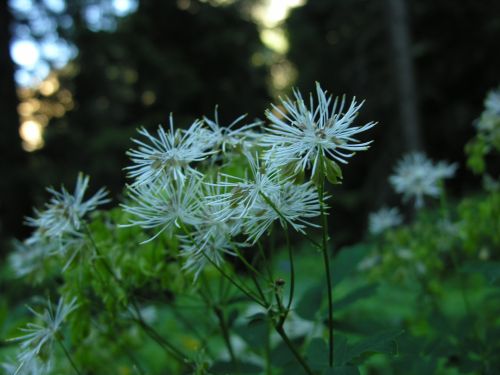 Fleurs