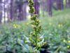 Chenopodium bonus-henricus 