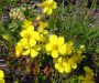 Helianthemum italicum