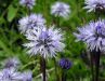 Globularia cordifolia