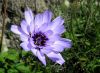 Catananche caerulea