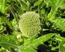 Echinops sphaerocephalus