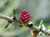 Larix decidua