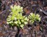 Sedum sediforme