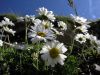 Leucanthemopsis alpina