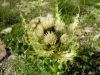 Cirsium spinosissimum