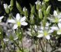 Minuartia rostrata