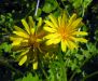 Aposeris foetida