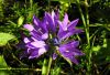 Campanula glomerata