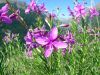 Epilobium dodonaei subsp. fleischeri