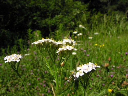 Fleurs