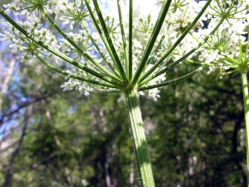 Fleurs