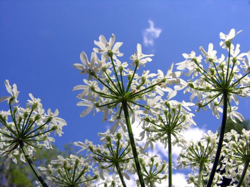 Fleurs