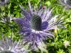 Eryngium alpinum