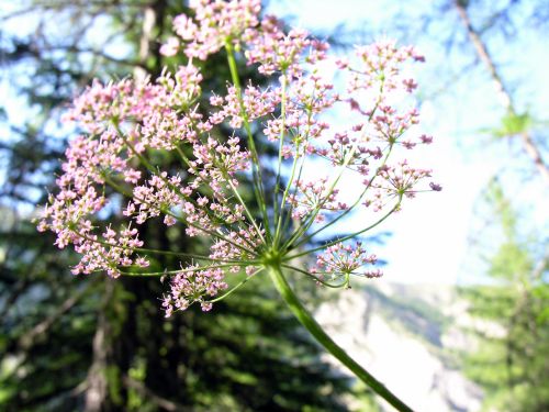 Fleurs