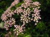 Pimpinella major