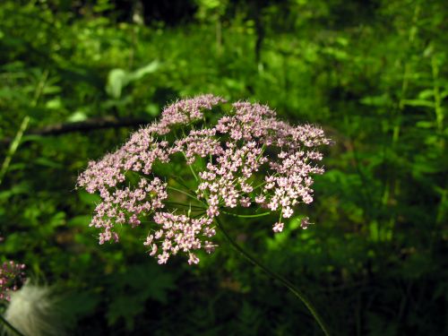 Fleurs