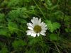 Leucanthemum atratum