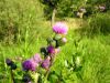 Cirsium monspessulanum