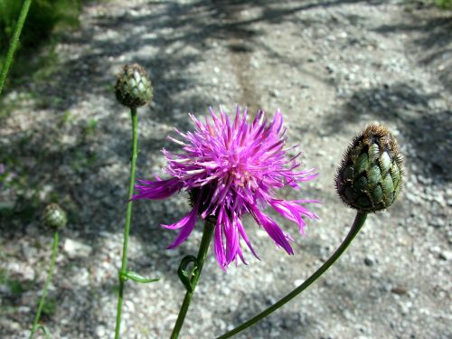 Fleurs