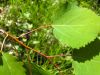 Populus tremula