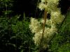 Filipendula ulmaria