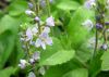 Veronica officinalis