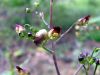 Scrophularia nodosa